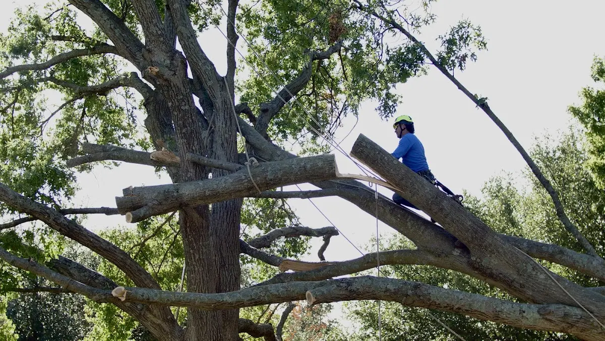 Professional Crown Thinning performed by certified arborists in Webberville