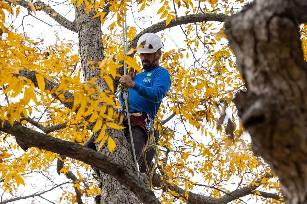 Skilled Tree Planing crew working in Webberville